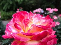 Summer Vacation 2018-107  An artsy picture in the Rose Garden